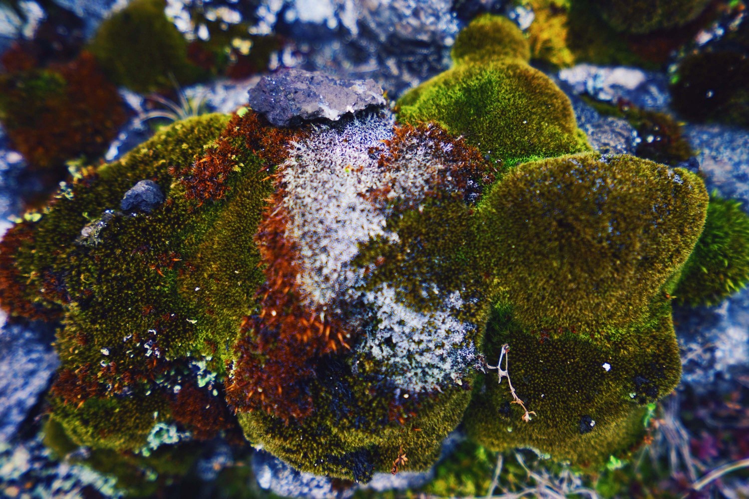 iceland-moss-dante-vincent-photography-103
