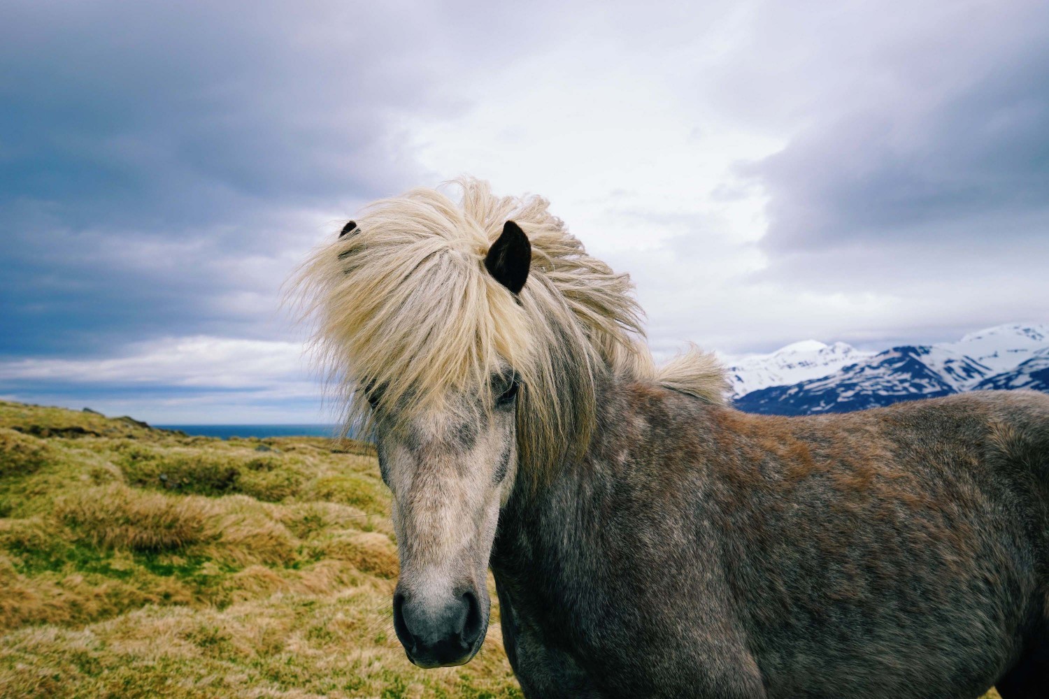 icelandic-horse-potrait-dante-vincent-photography-88