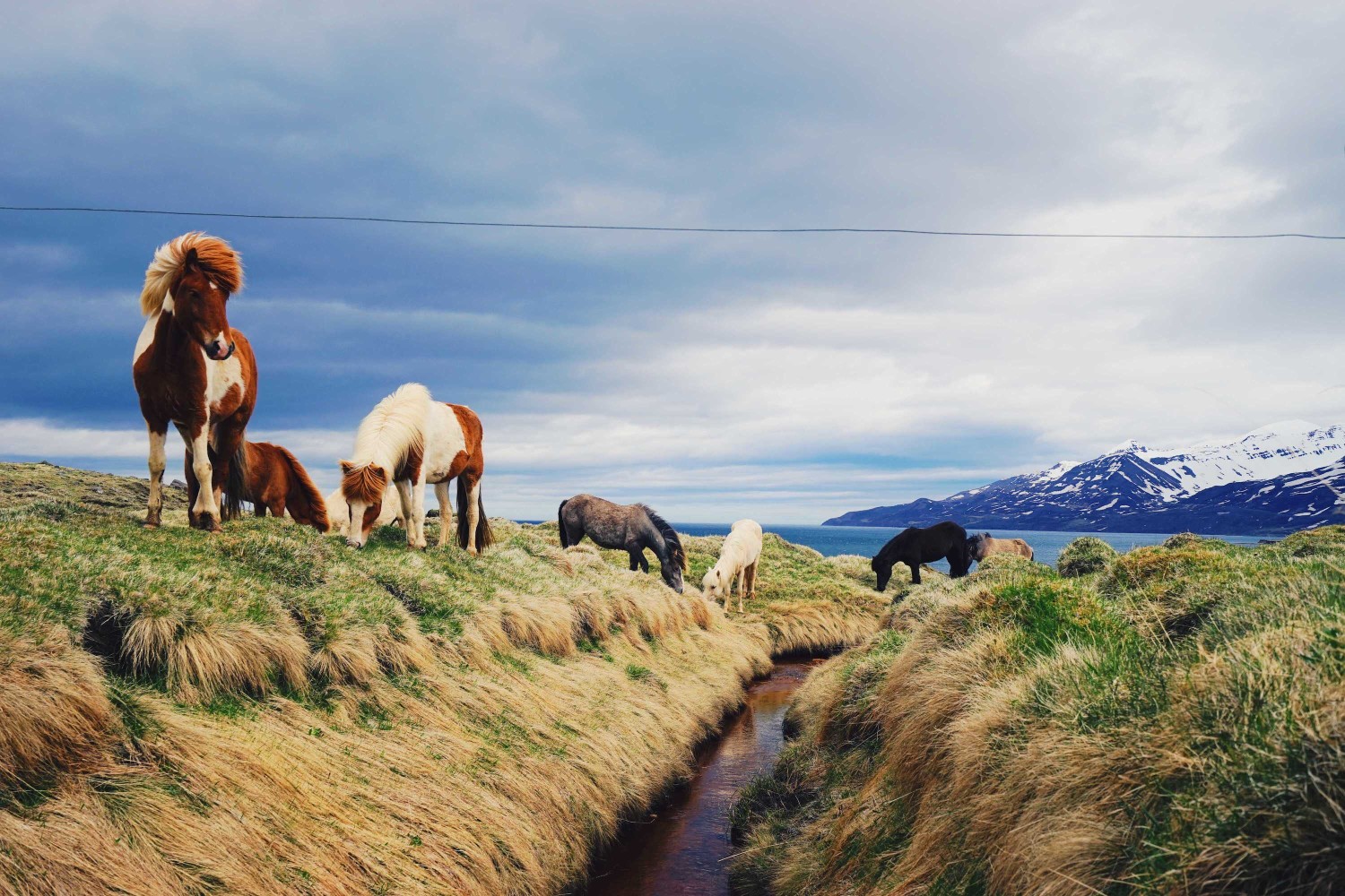 icelandic-horses-dante-vincent-photography-87