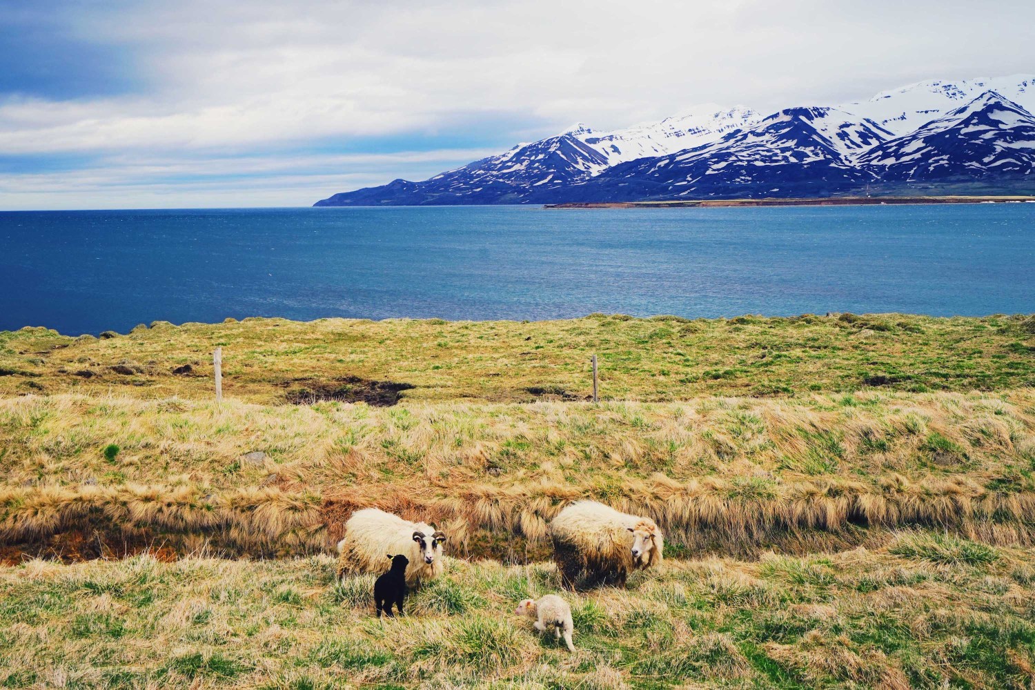 icelandic-sheep-dante-vincent-photography-86