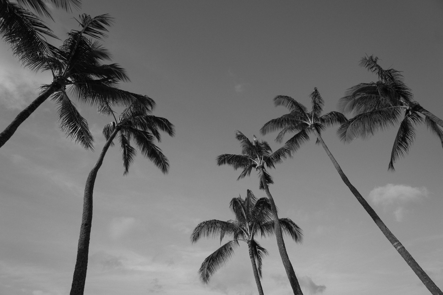 kauai-looking-up-dante-vincent-photography