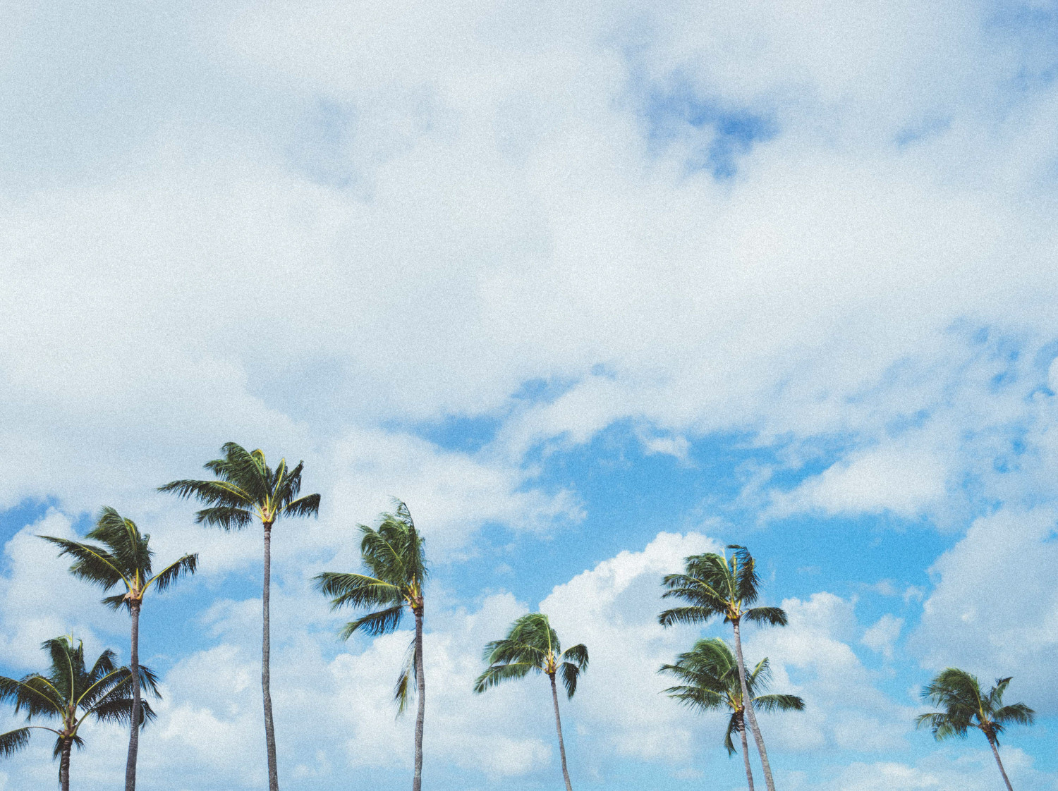 kauai-minimal-palm-trees-dante-vincent-photography