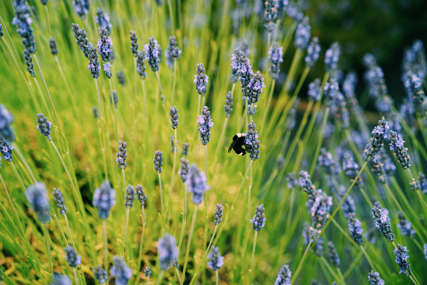 lavendar-farm-san-juan-island-dante-vincent-photography