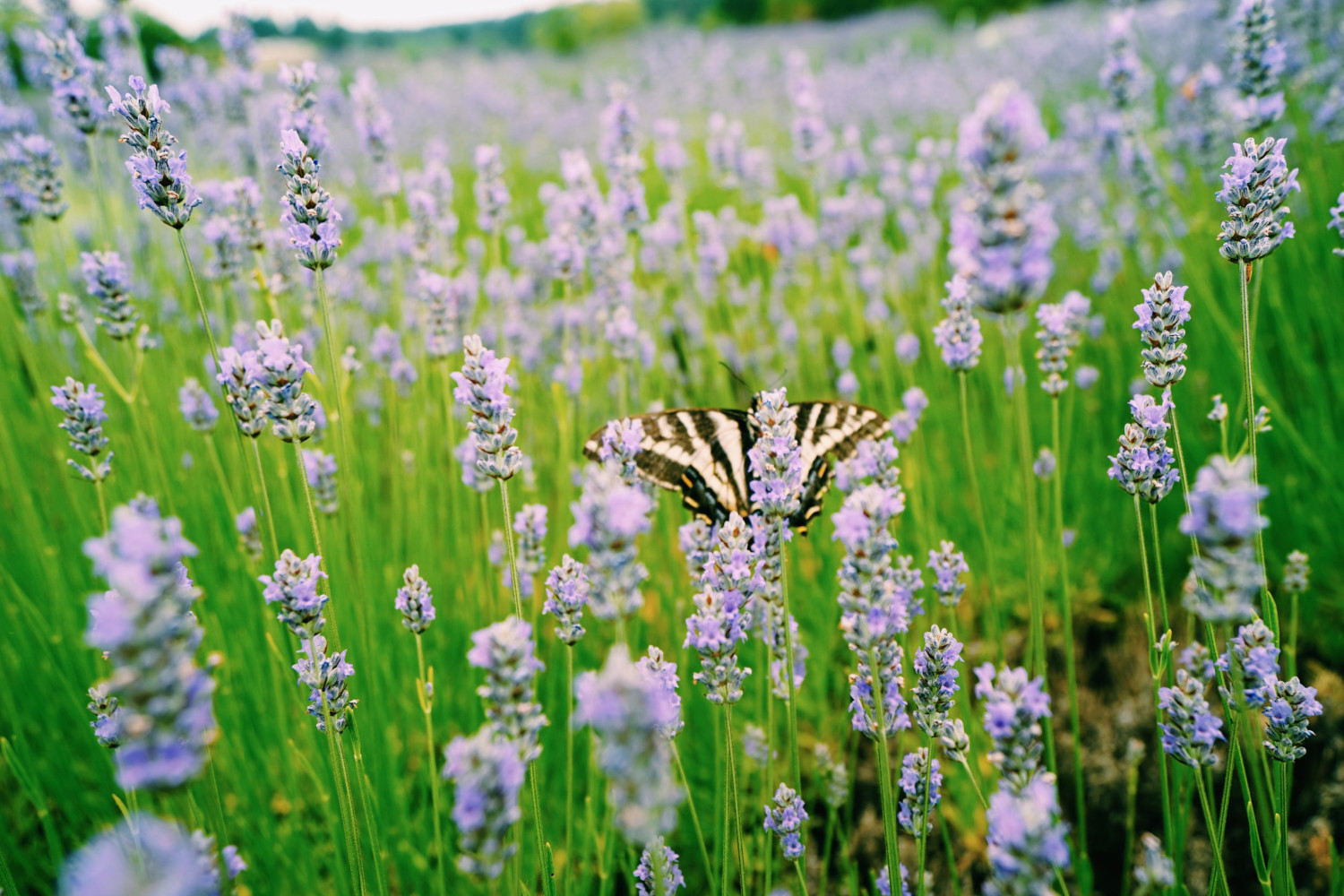 pelindaba-lavendar-farm-2-dante-vincent-photography