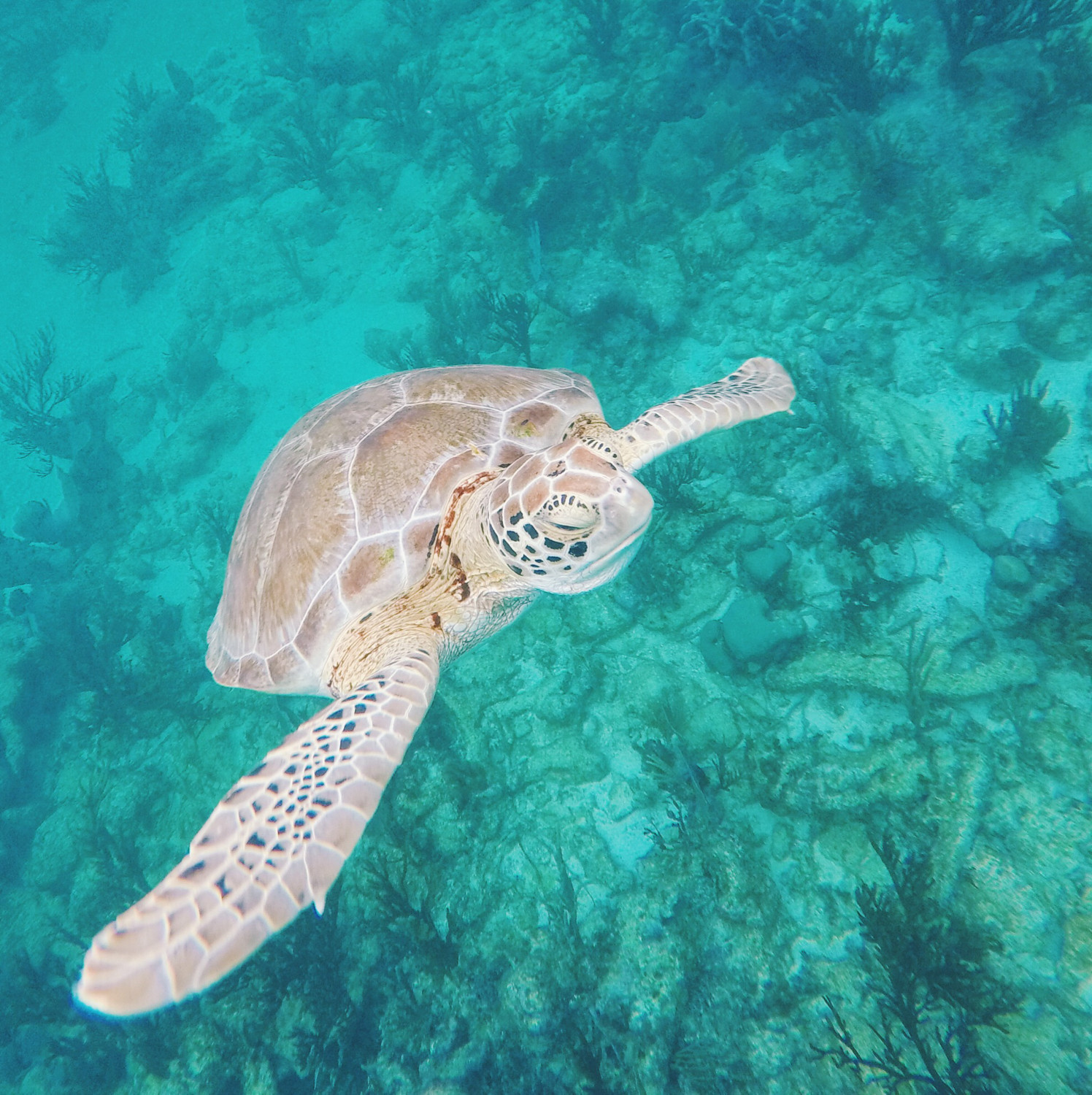 sea-turtle-dante-vincent-photography